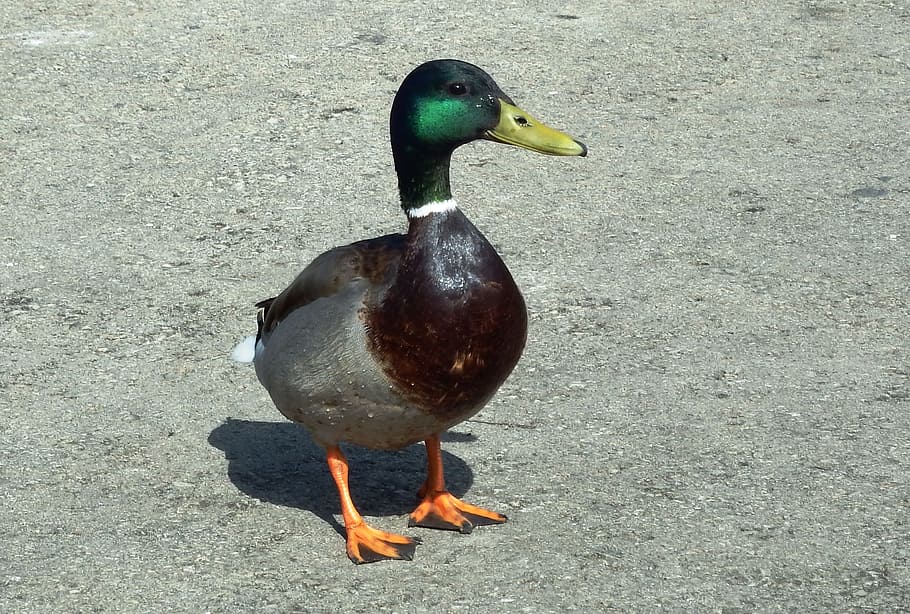 duck, bird, mallard, puddle, goose, animal world, nature, poultry HD wallpaper