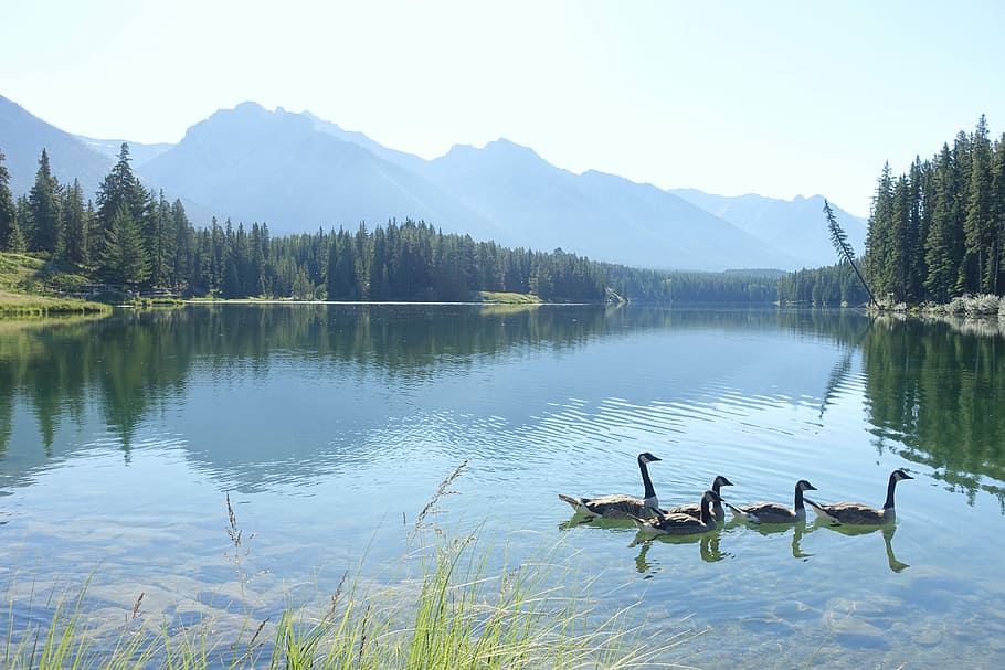 Lake, Canada, Alberta, Park, Duck, landscape, mountain, water HD wallpaper