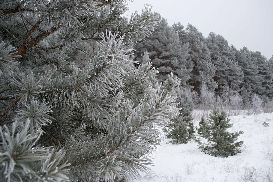 winter, nature, landscape, snow, trees, cold, snow winter nature HD wallpaper