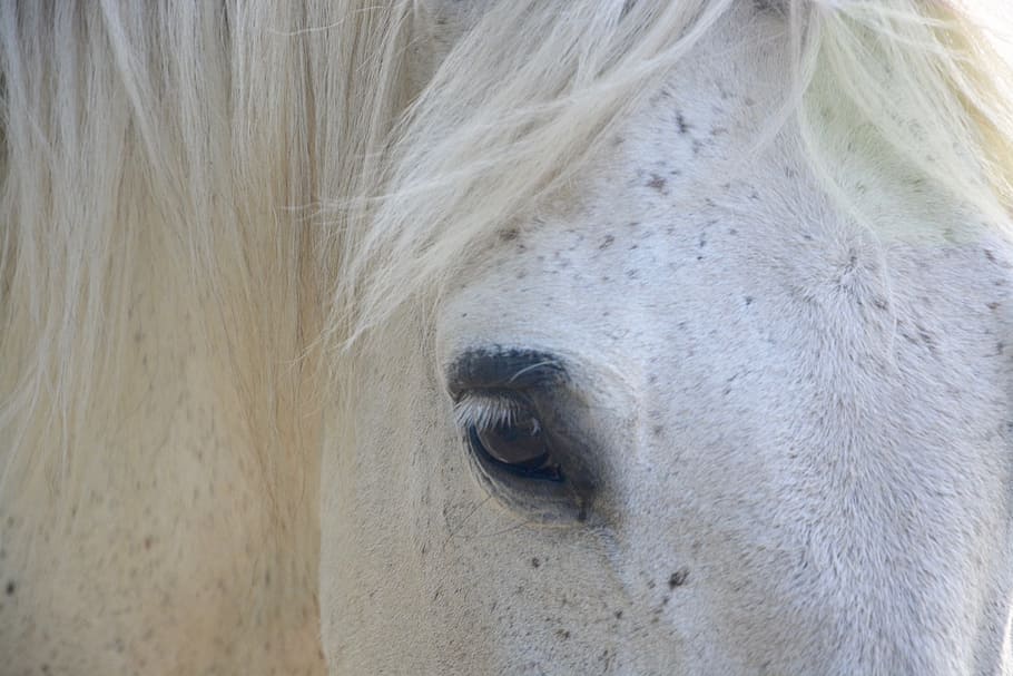 horse, color white, eye, mane, domestic animal, equine, livestock HD wallpaper