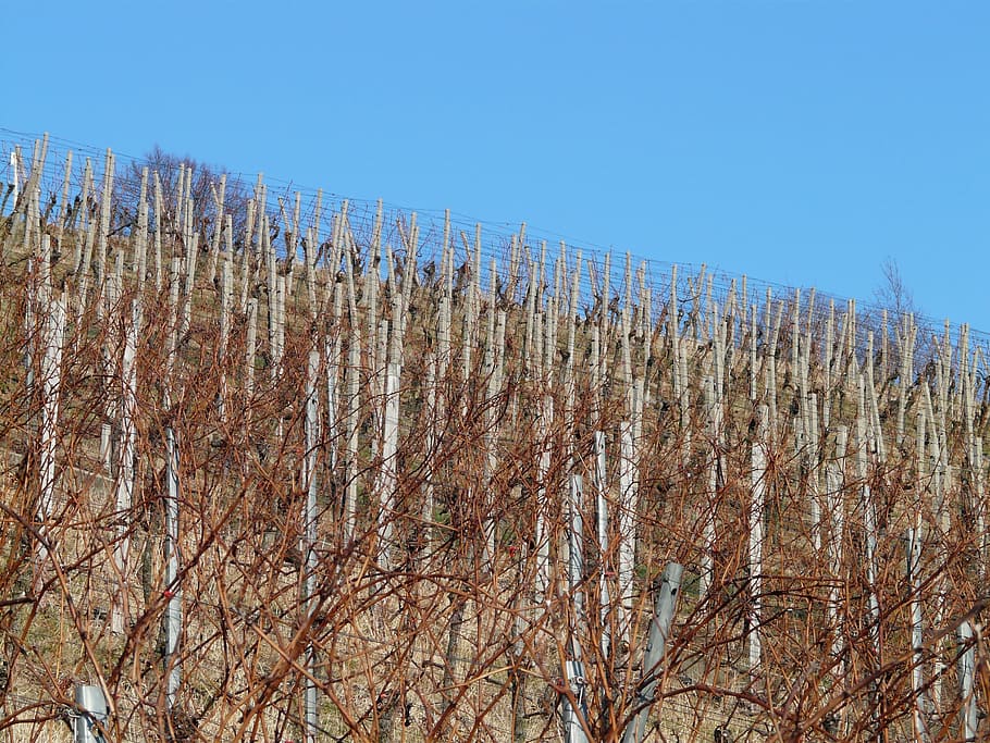 vineyard, winegrowing, vines, slope, plant, tree, sky, nature HD wallpaper