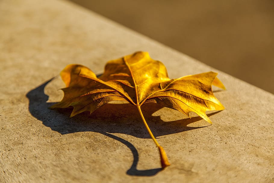Leaf, Nature, Fall, Yellow, autumn, no people, close-up, change HD wallpaper