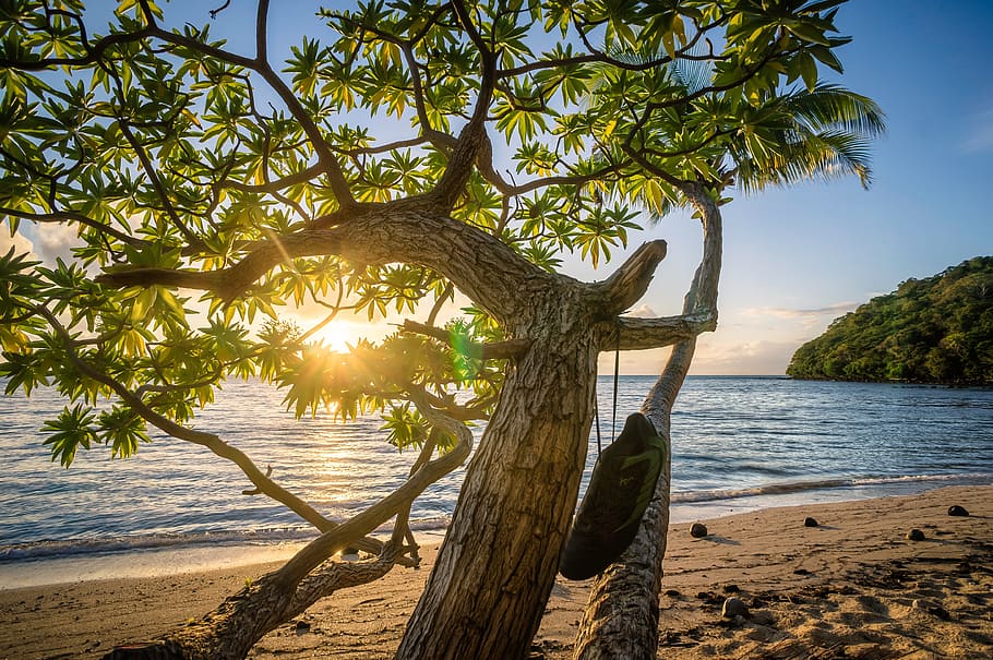green leafed tree near body of water, beach, ocean, sea, coast HD wallpaper