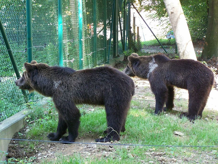 bear, animal, large, brown, mammal, animal themes, plant, group of animals HD wallpaper
