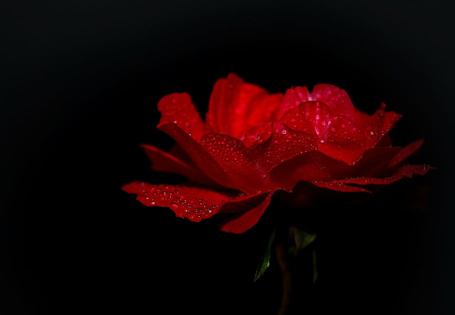 red rose, blossom, bloom, macro, nature, close, garden, flower HD wallpaper
