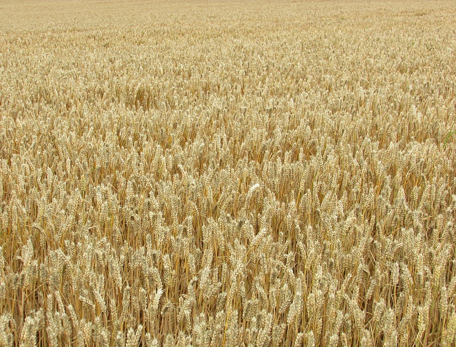 wheat, grain, corn, golden, field, harvest, yellow, cereal HD wallpaper