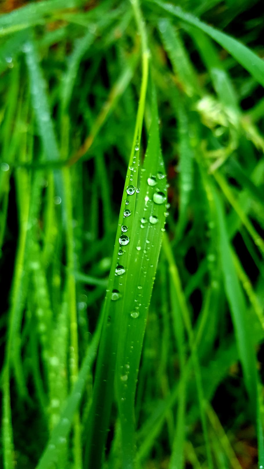 Nature, Grass, Green, Green, Spring, Spring, Lawn, summer, water HD wallpaper