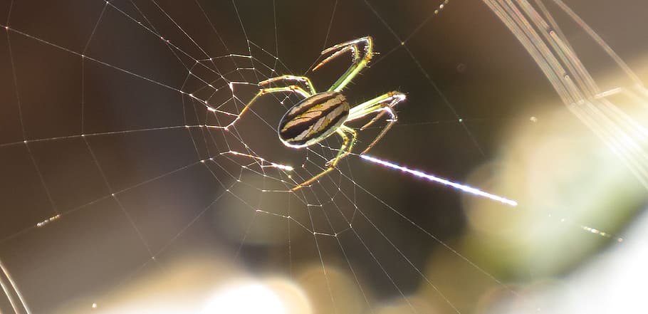 spider, arachnid, insect, web, nature, armenia, spider web HD wallpaper