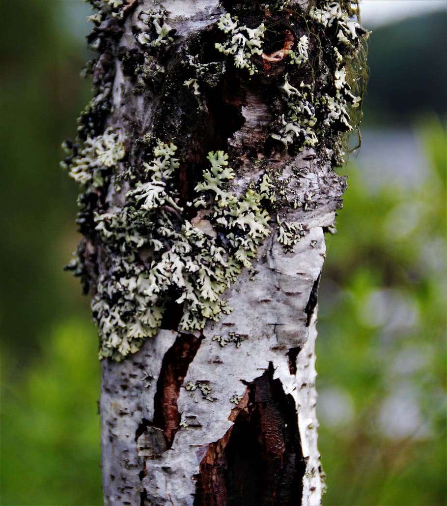 A Tree-mendous picture, if you ask me ;), selective focus photograph of tree trunk HD wallpaper