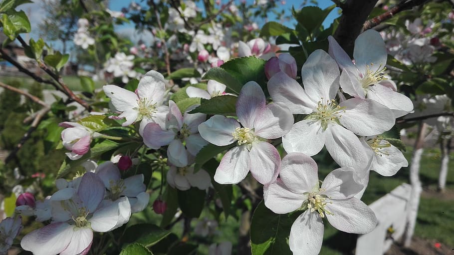 flowering, garden, spring, flowering plant, fragility, beauty in nature HD wallpaper