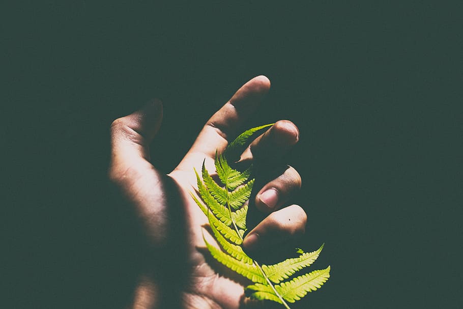 person holding leaf, tilt, shift, lens, photography, green HD wallpaper