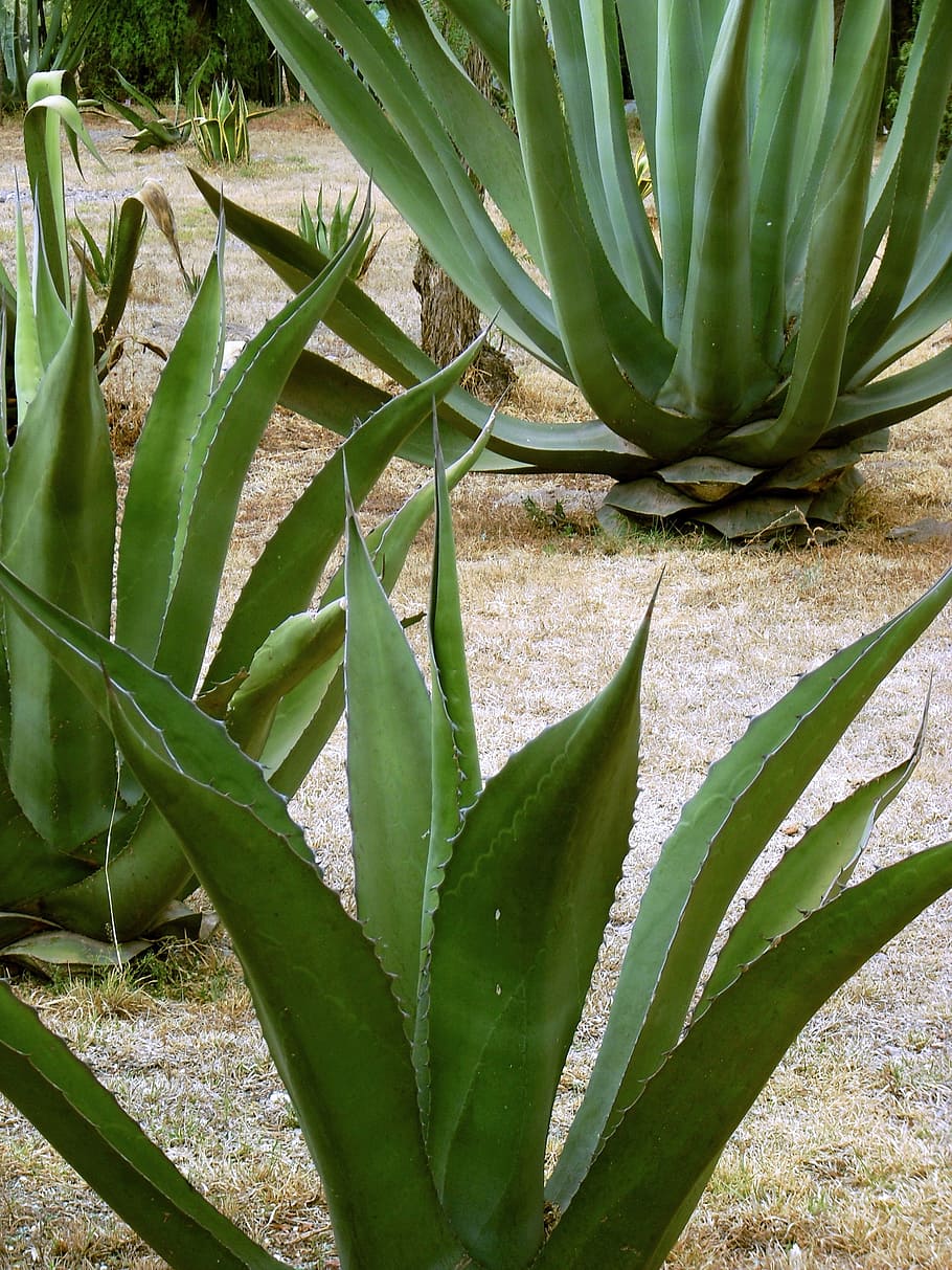 88523 Agave Images Stock Photos  Vectors  Shutterstock
