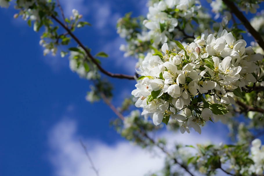 selective focus photography of white flowering tree, blue, sky HD wallpaper