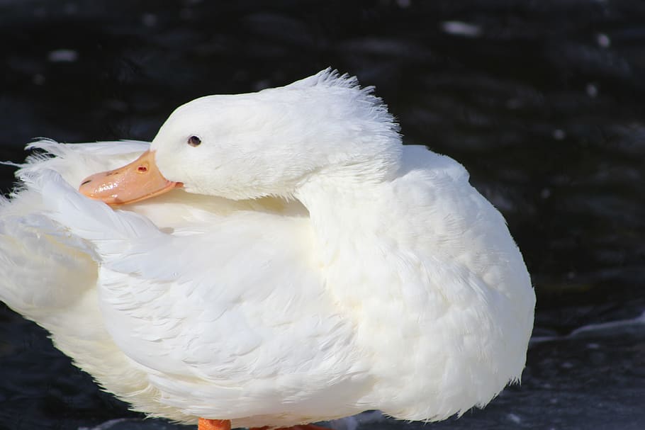 duck, back, neck, head, bird, animals in the wild, animal wildlife HD wallpaper