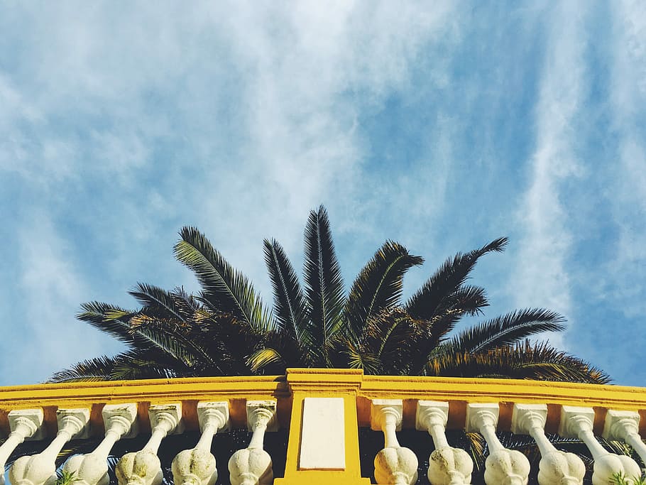 low angle photography of palm tree and rail, green leafed tree during daytime HD wallpaper