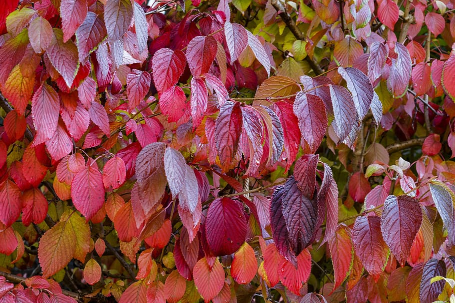 leaves, fall, foliage, nature, autumn leaf, autumn leaves, tree leaf HD wallpaper