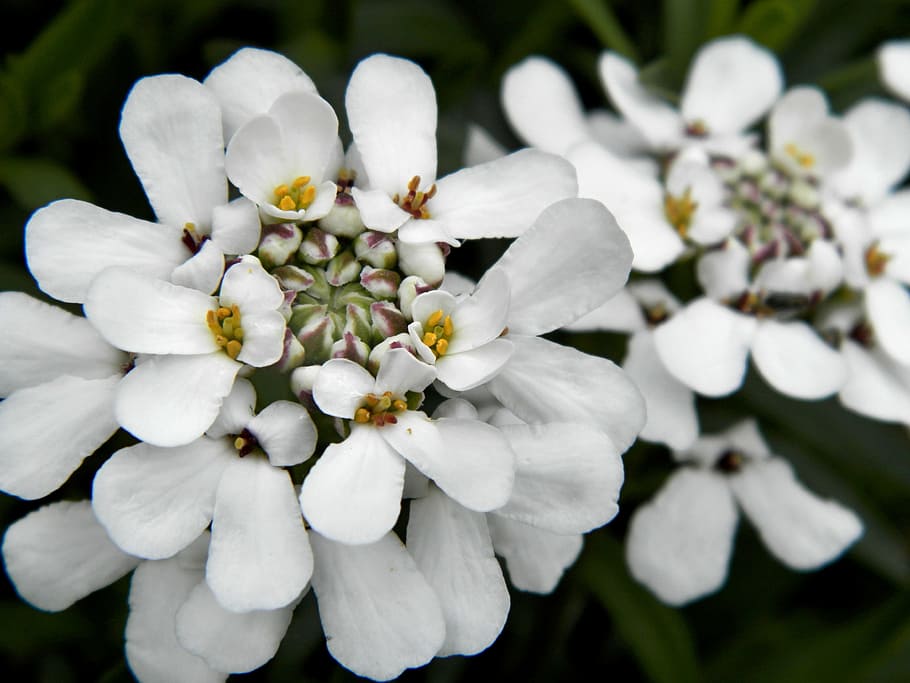 spring, flowers, garden, flowering plant, vulnerability, fragility HD wallpaper