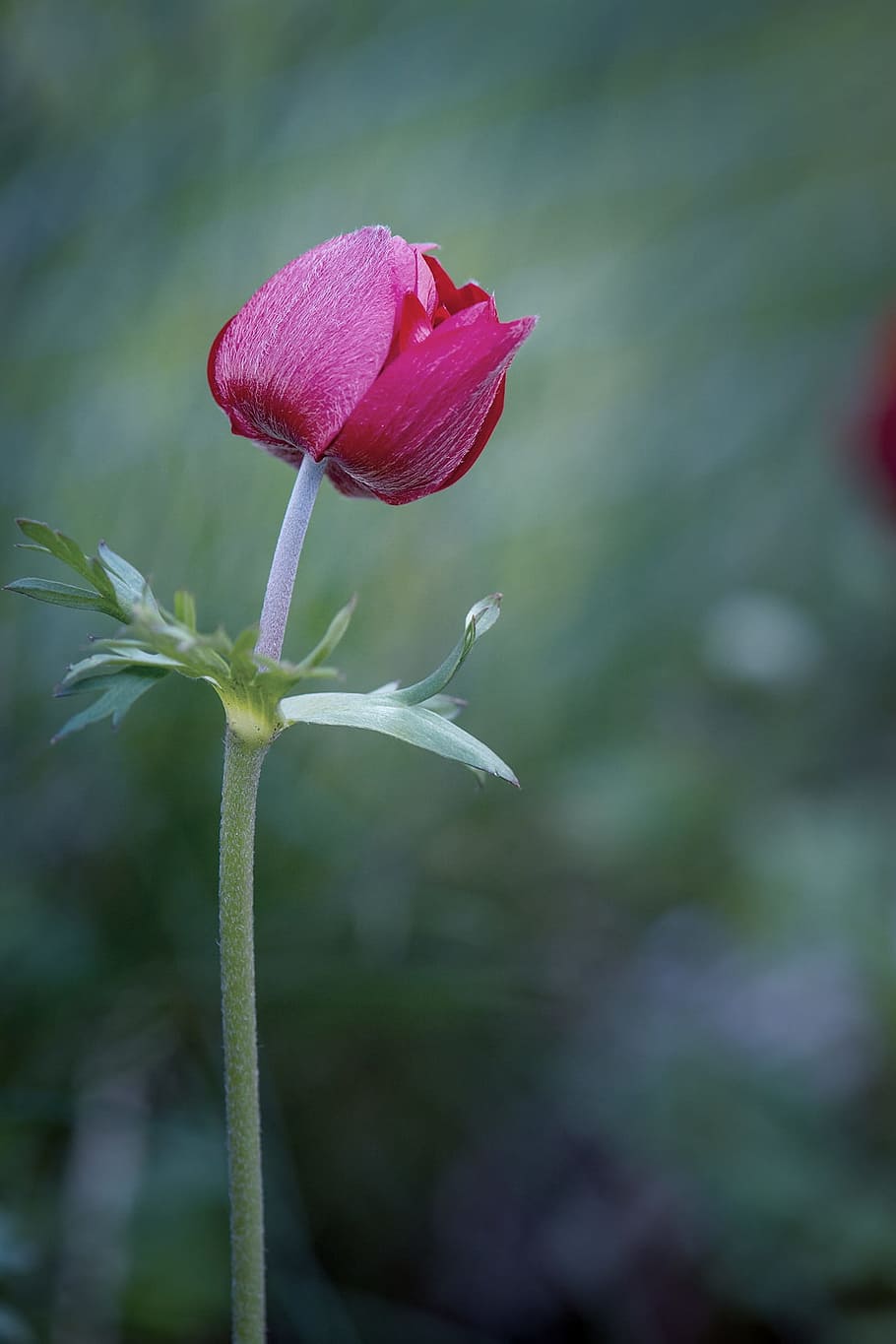 close-up photography of pink tulip flower, anemone, red, red flower HD wallpaper
