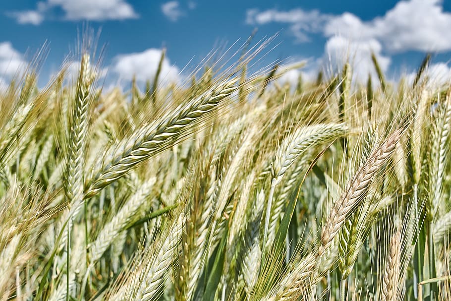 wheat, bread, cereal, straw, rye, agriculture, crop, cereal plant HD wallpaper