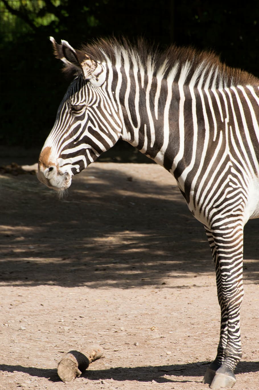 zebra, black, white, zoo, zebra stripes, striped, decorative HD wallpaper
