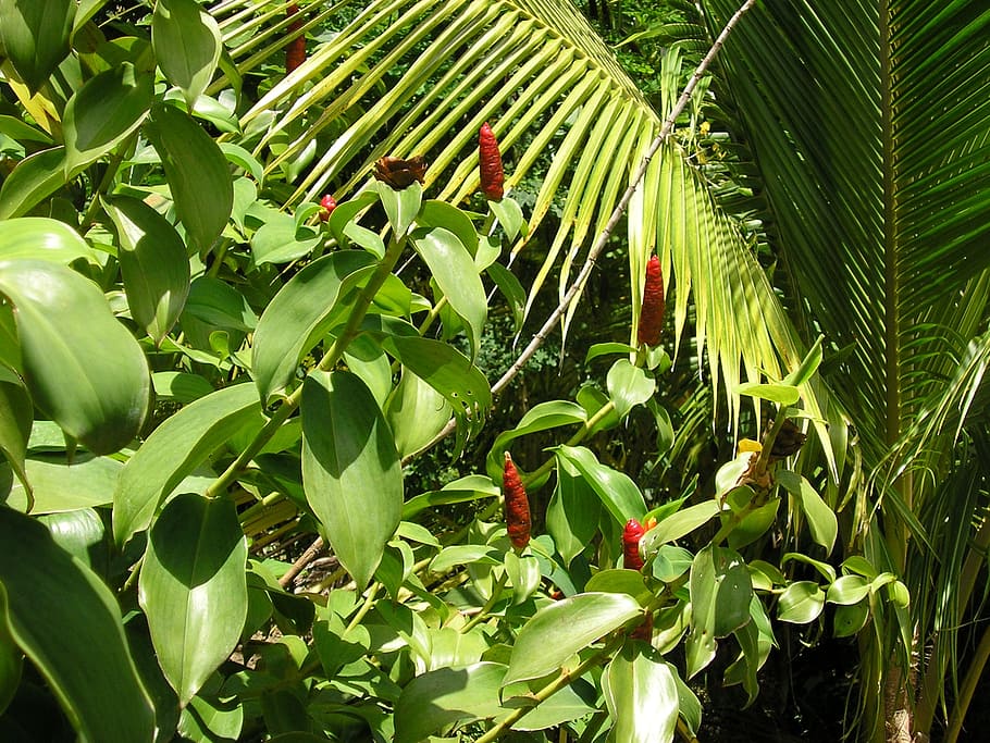 rainforest, peppers, palm, greenery, tobago, scenery, plants HD wallpaper