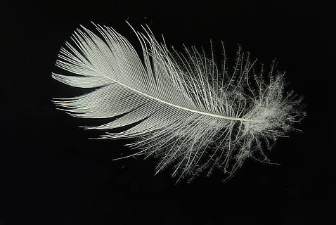 white feather photo, down, lightweight, fly, slightly, float HD wallpaper