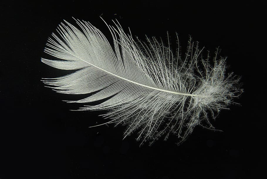 white feather photo, down, lightweight, fly, slightly, float HD wallpaper