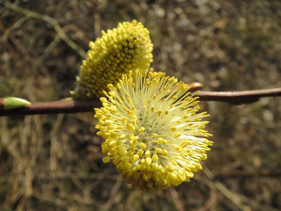 salix caprea, goat willow, pussy willow, great sallow, catkins