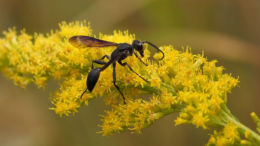 black wasp, on, flower, animal wildlife, insect, invertebrate HD wallpaper