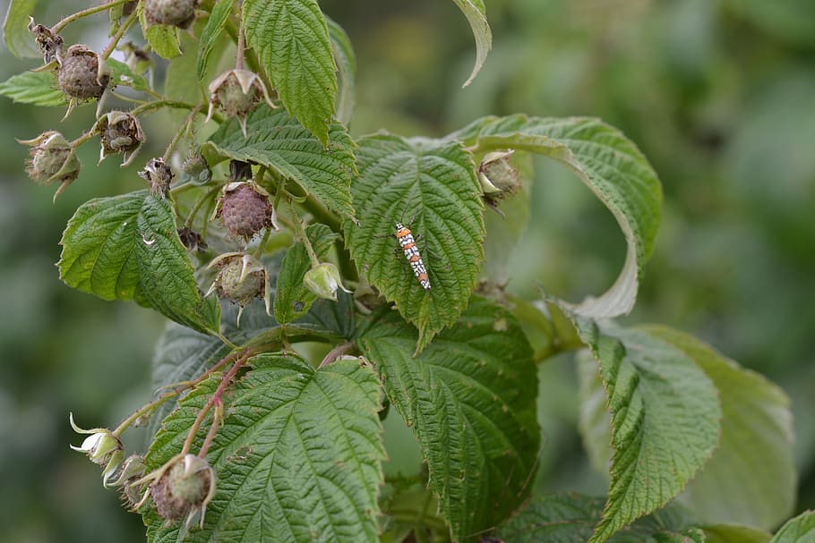raspberry, plant, buds, plant part, leaf, growth, green color HD wallpaper