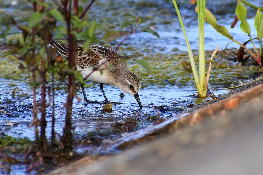 animal, river, waterside, grass, little bird, the department of HD wallpaper
