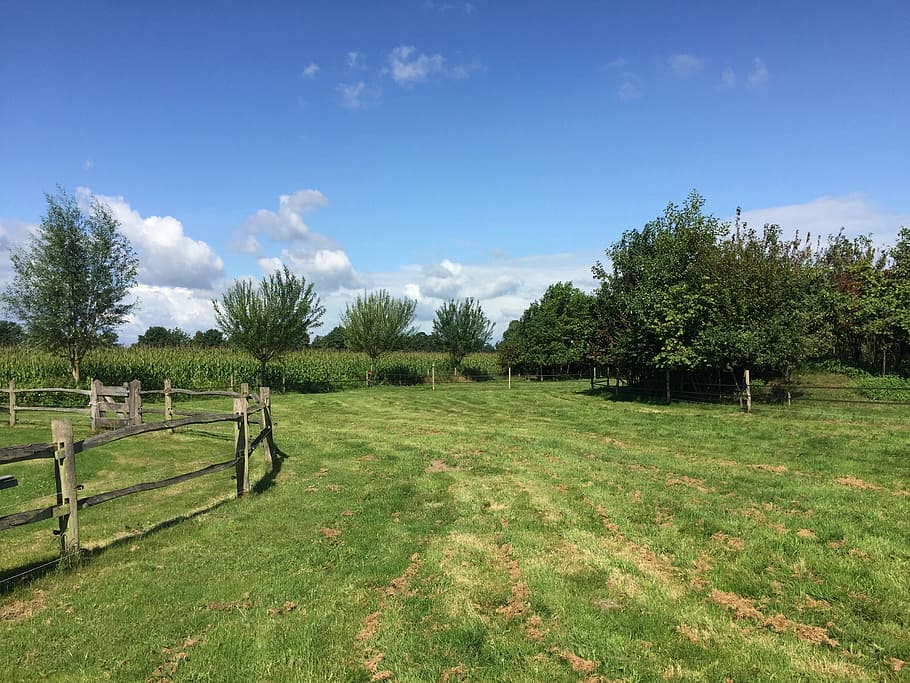 Grass, Nature, Landscape, Horizon, sky, dutch, green, gate HD wallpaper