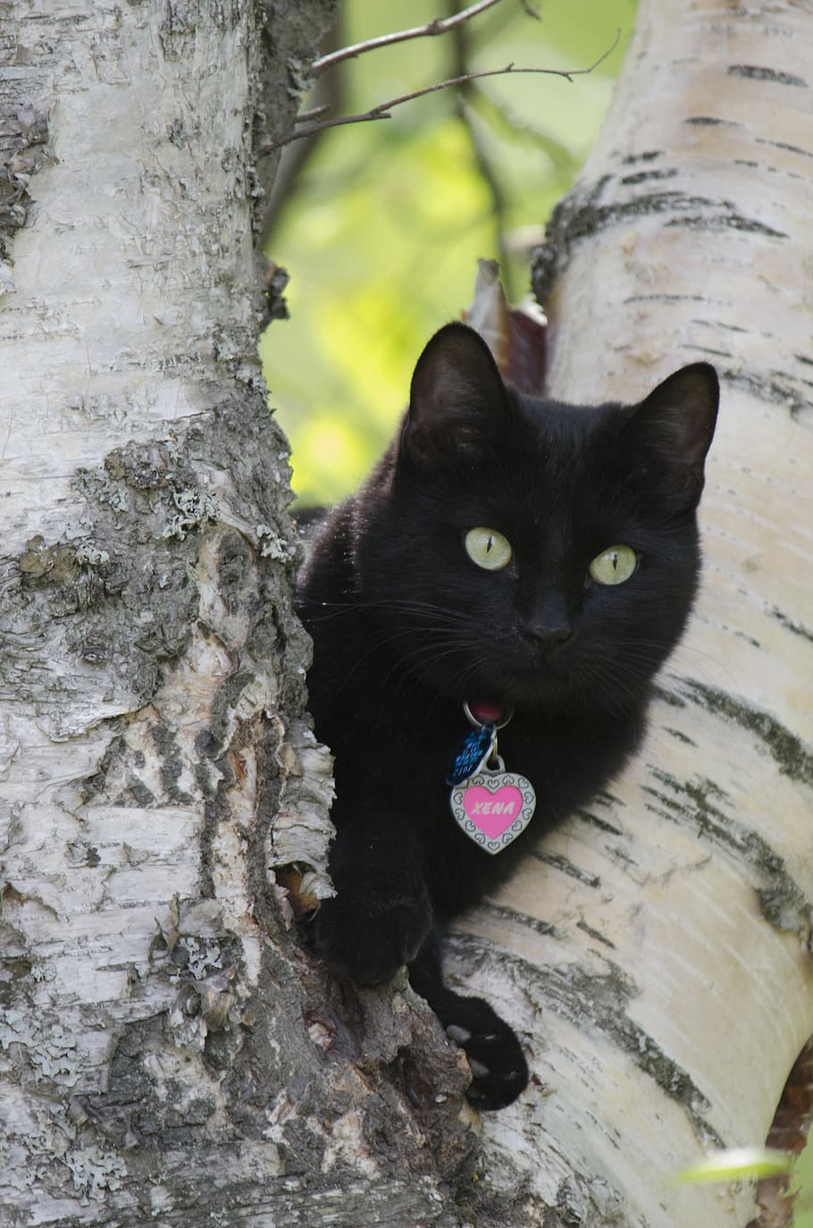 black cat on tree trunk at daytime, halloween, mammal, kitty HD wallpaper