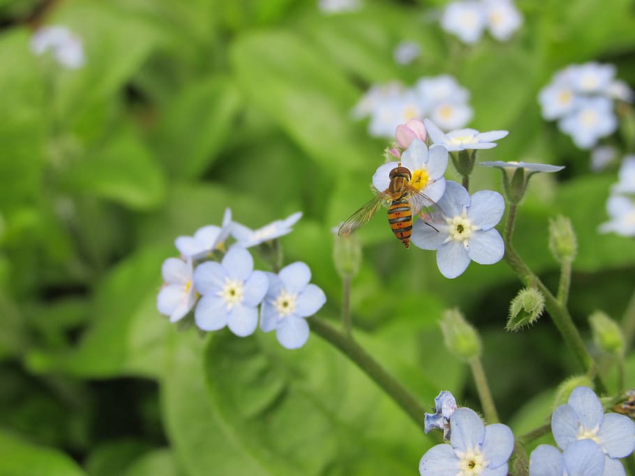 hoverfly, fly bee, nature, flower, plant, leaf, garden, flower forget-me-not HD wallpaper