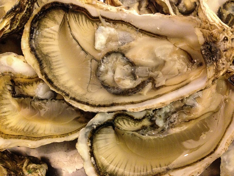 shells, seafood, oysters, crustaceans, close-up, freshness HD wallpaper