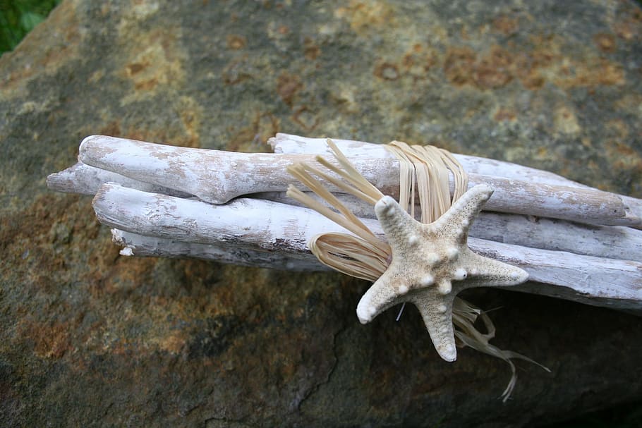 starfish, deco, decoration, beach, shell, flotsam, coast, sea HD wallpaper