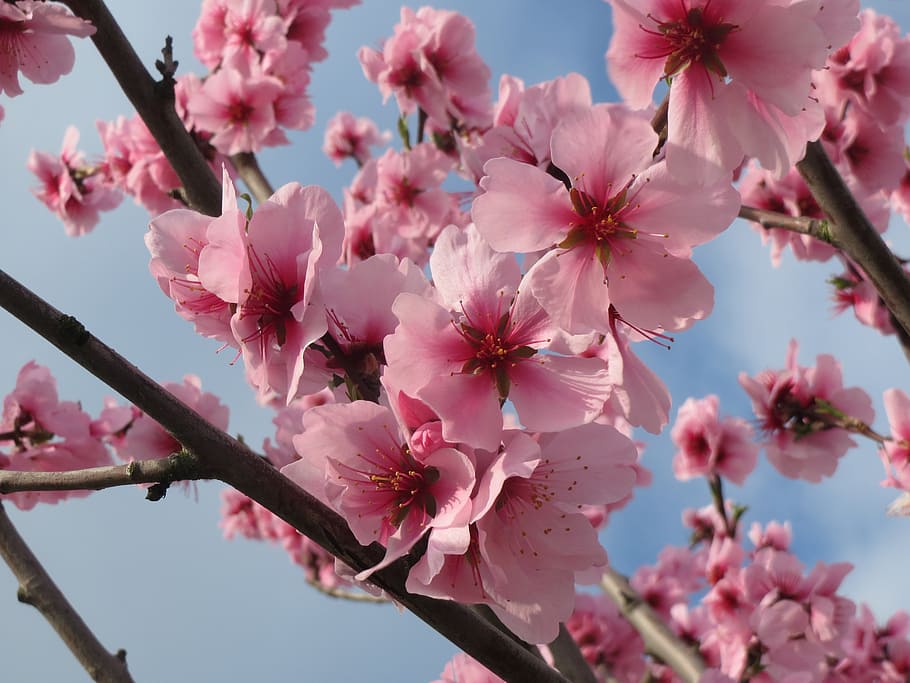 prunus dulcis, almond, badam, macro, blooming, tree, spring, HD wallpaper