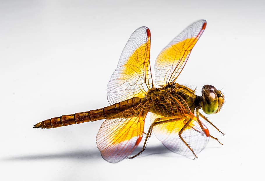 yellow and brown dragonfly, insect, close, animal, nature, animal Wing HD wallpaper