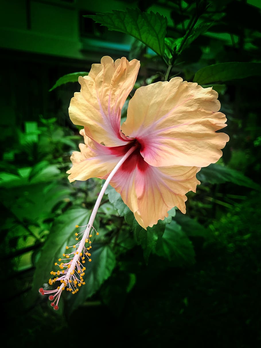 hibiscus, flower, tropical, plant, summer, floral, blossom, HD wallpaper