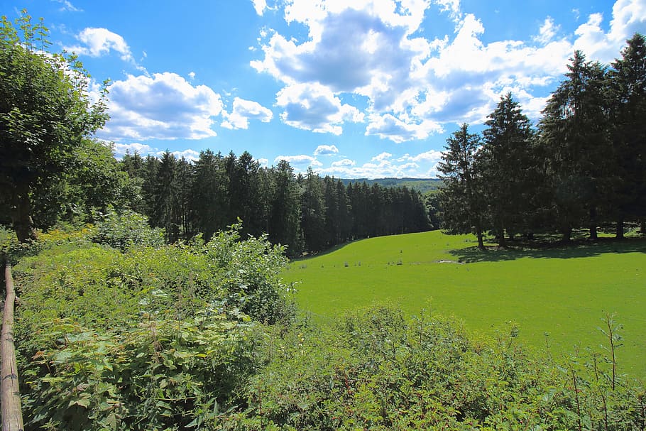 eifel, sky, forest, clouds, landscape, hellental, plant, tree HD wallpaper