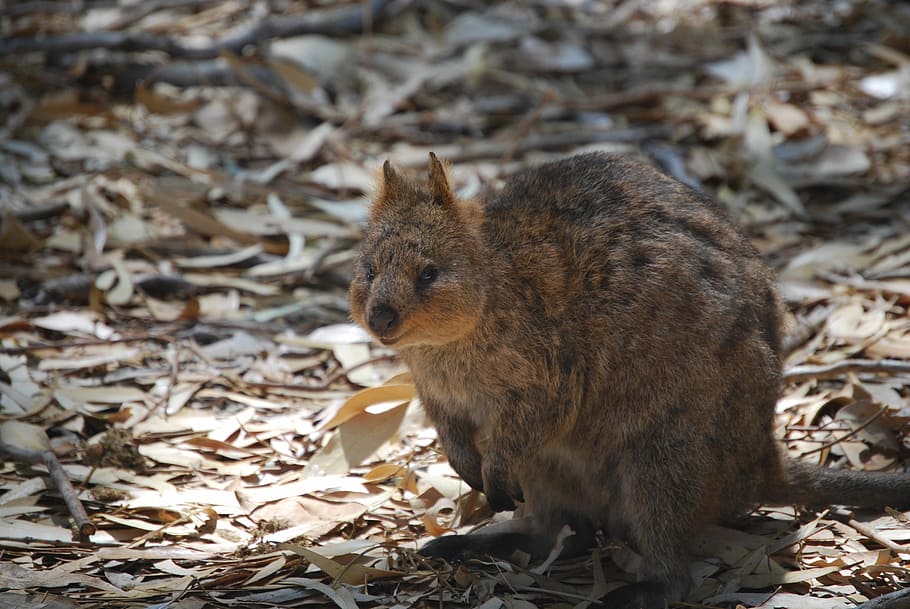Quokka, Australia, Animal, Wildlife, marsupial, nature, mammal, HD wallpaper