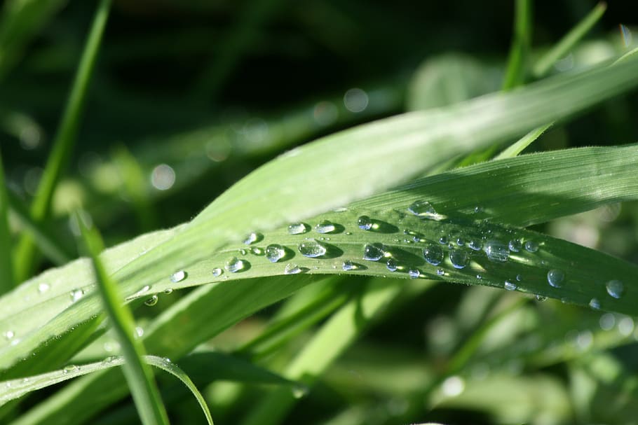 water drops, sunlight, grass, green color, plant, wet, plant part HD wallpaper