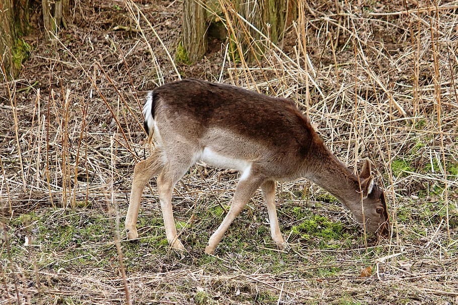 roe deer, eat, forest, graze, fallow deer, animal, animal themes HD wallpaper