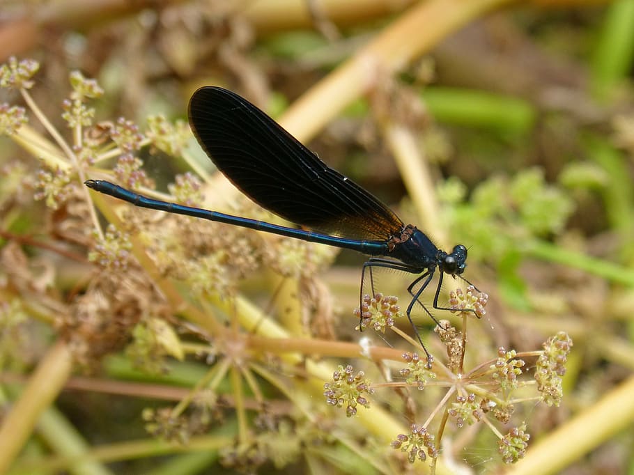 Dragonfly and Damselfly