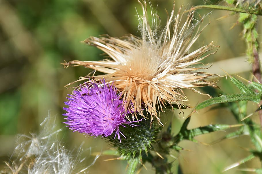 Acker, Creeping Thistle, acker thistle, violet, pappus, flower coronary HD wallpaper
