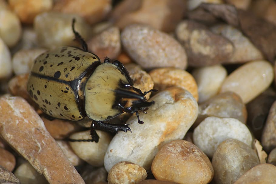 beetle, outdoor, nature, bug, insect, rock, wild, insects, environment HD wallpaper