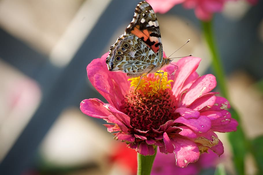 painted lady butterfly, butterflies, insect, summer, flower, HD wallpaper