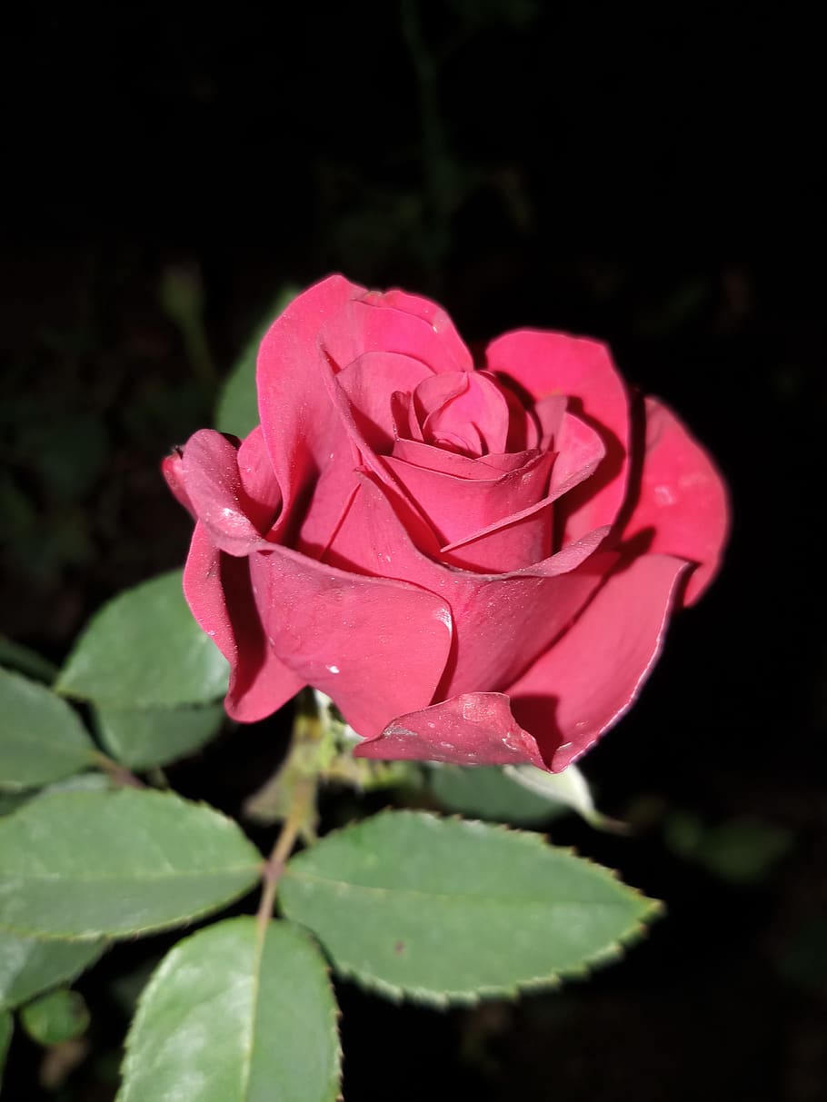 flower, rose, flora, nature, leaf, beauty in nature, plant HD wallpaper