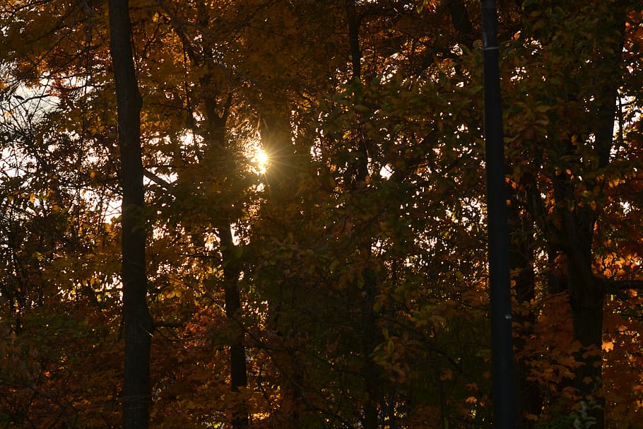 sunset, leaves, sunrise, sunlight, beautiful, outdoor, landscape HD wallpaper