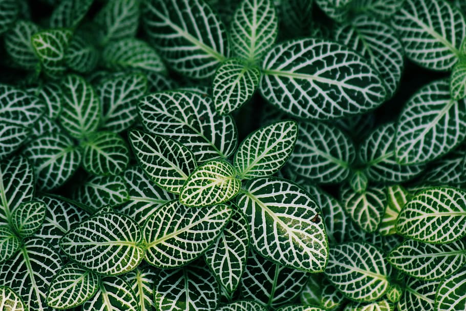 green leafed plants, black and white leafed plants at daytime HD wallpaper